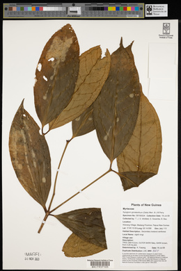 Syzygium gonatanthum image