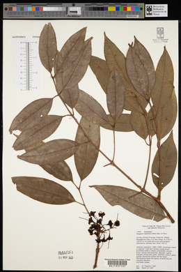 Syzygium hylochare image