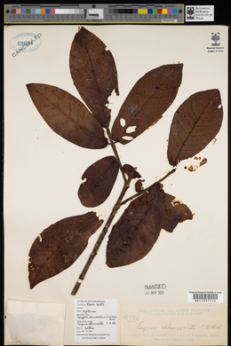 Syzygium oblanceolatum image