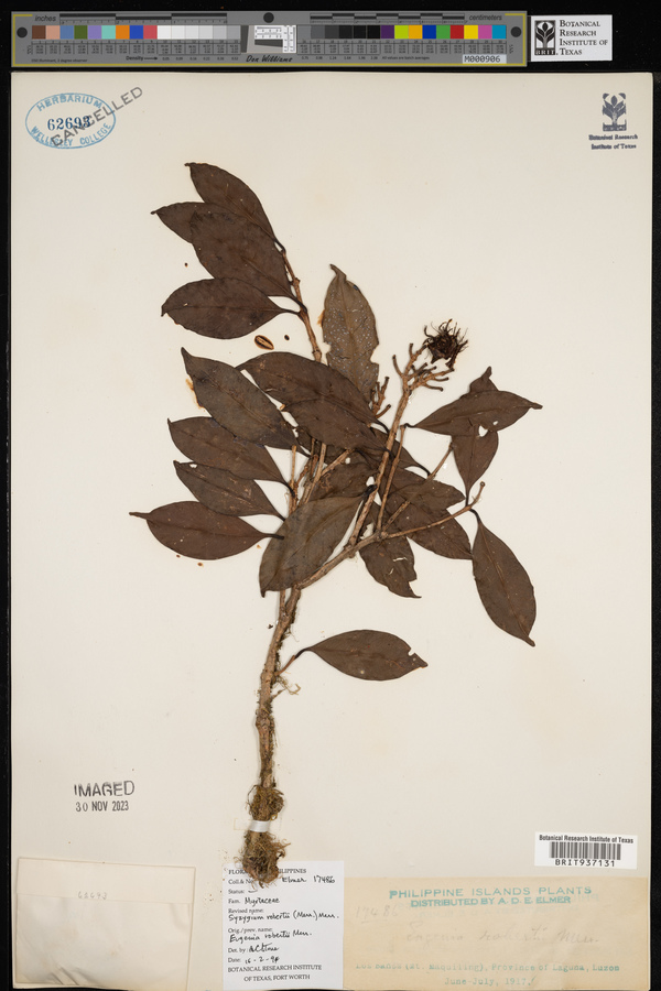 Syzygium robertii image