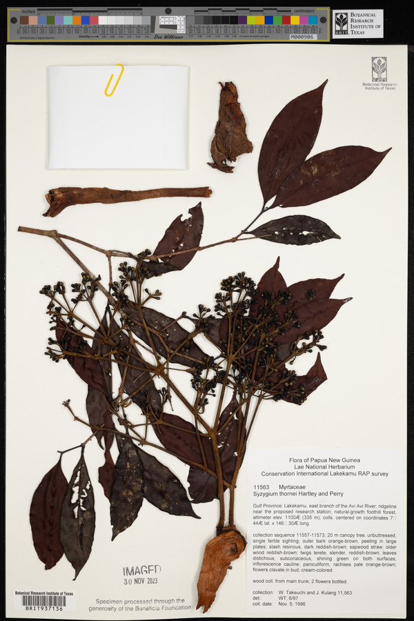 Syzygium thornei image