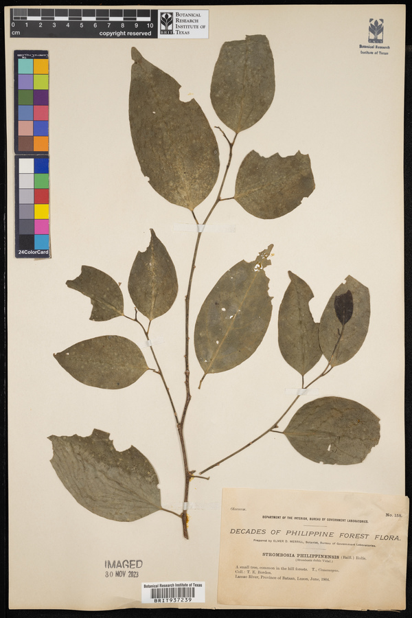 Strombosia philippinensis image