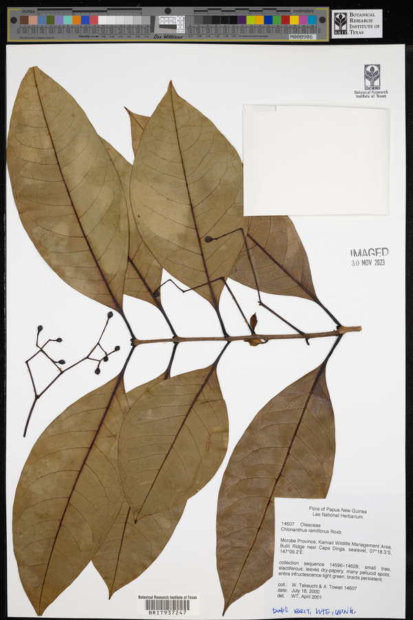 Chionanthus ramiflorus image