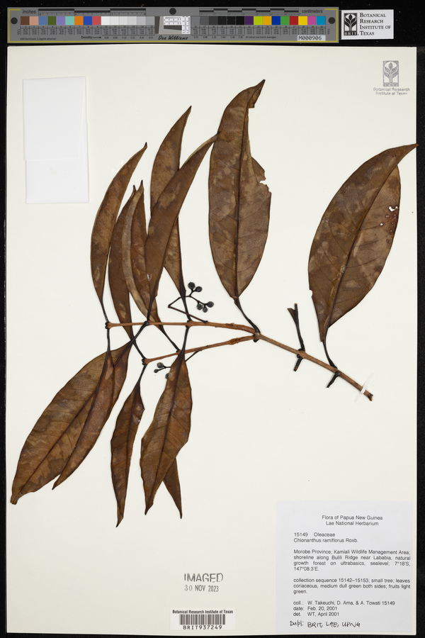 Chionanthus ramiflorus image