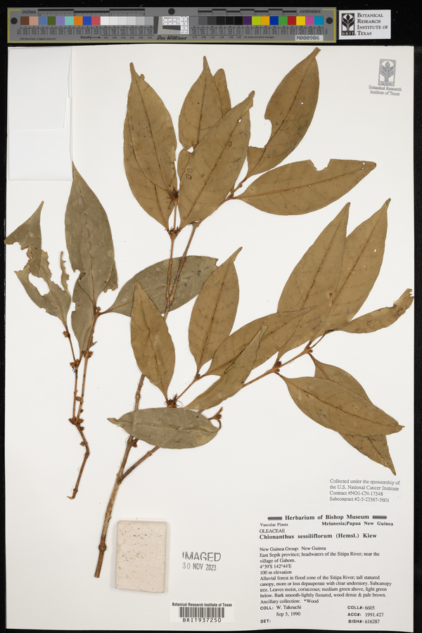 Chionanthus sessiliflorus image