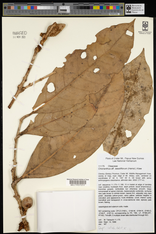 Chionanthus sessiliflorus image