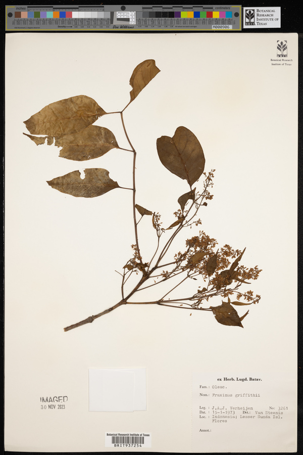 Fraxinus griffithii image