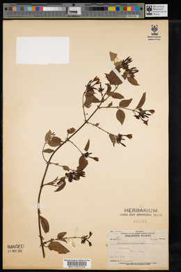 Jasminum elongatum image