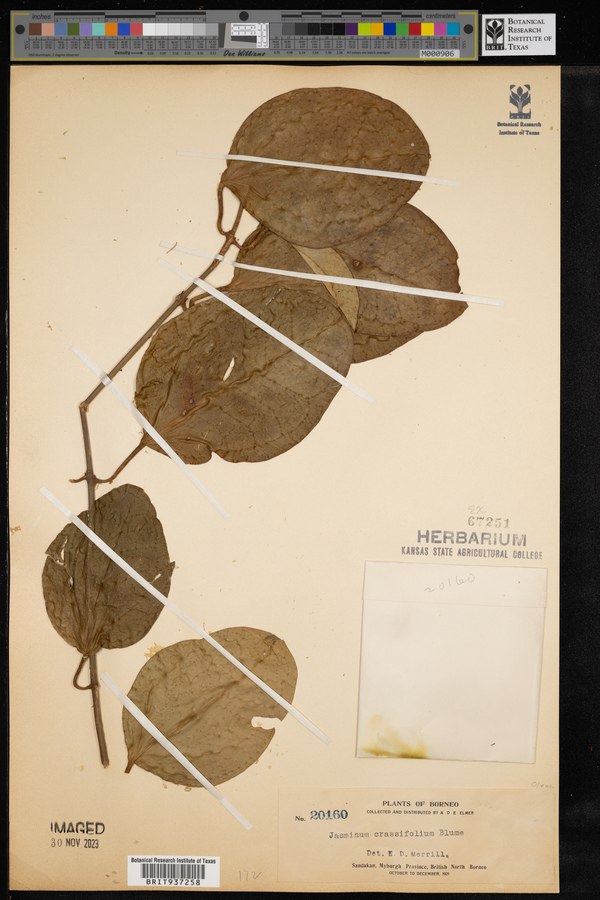 Jasminum crassifolium image