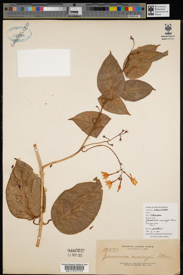 Jasminum cumingii image