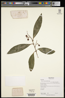 Olea borneensis image