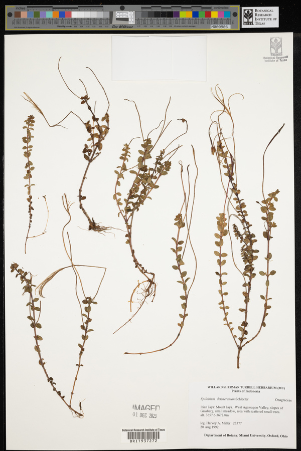 Epilobium detznerianum image