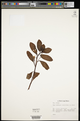 Ludwigia adscendens image