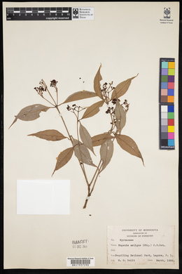 Syzygium salignum image