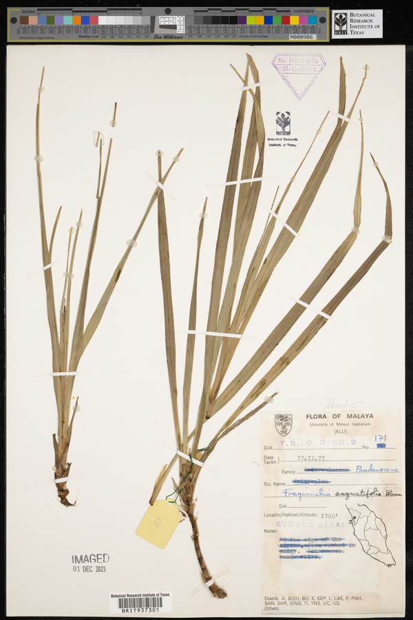 Freycinetia angustifolia image