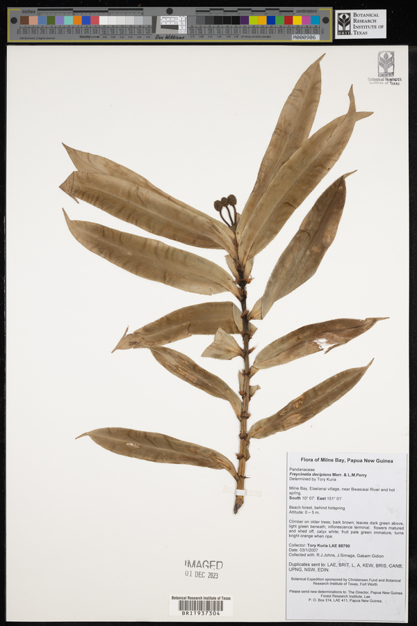 Freycinetia decipiens image