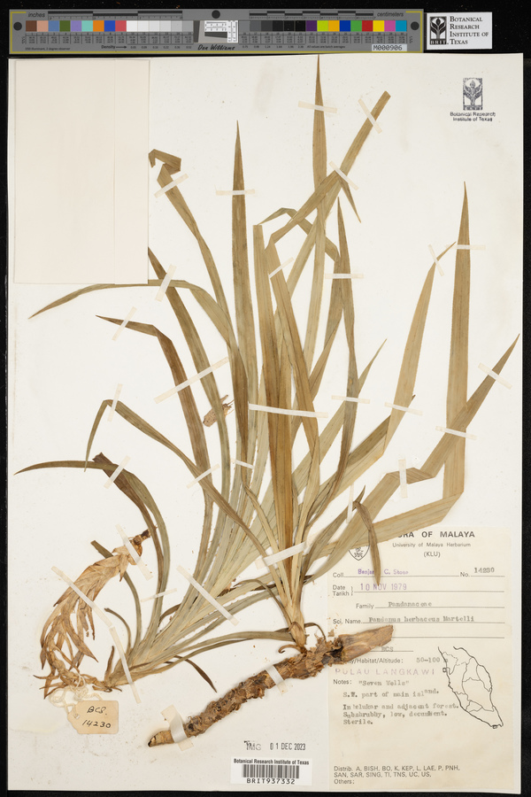 Benstonea herbacea image