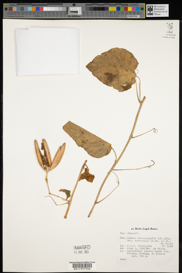 Adenia heterophylla subsp. australis image