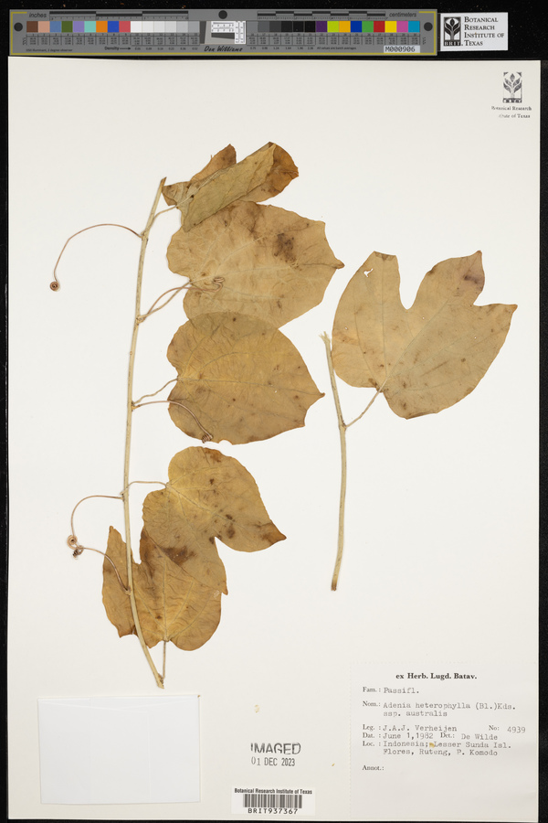 Adenia heterophylla subsp. australis image