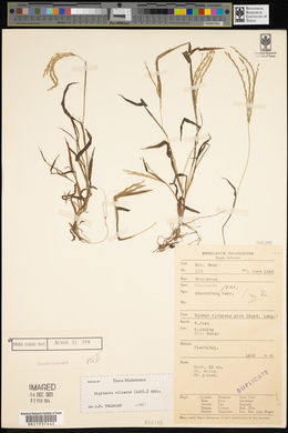 Digitaria ciliaris image