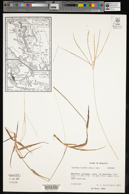 Digitaria ciliaris image