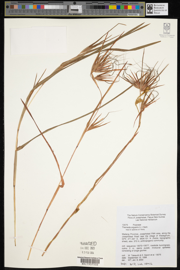 Themeda arguens image