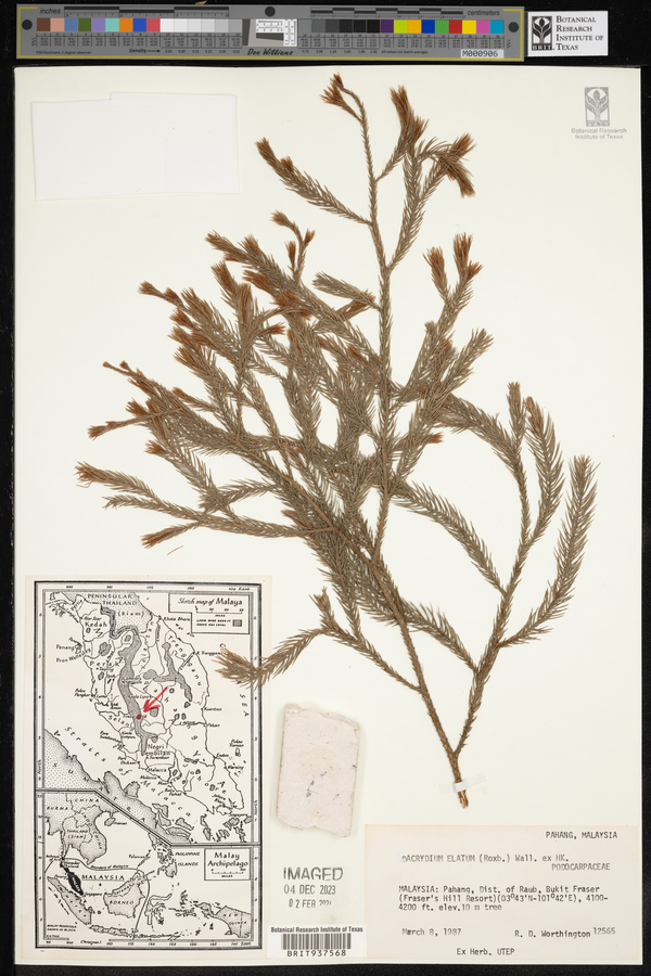 Dacrydium elatum image