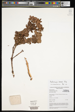 Podocarpus brassii image