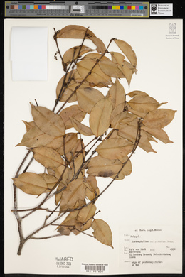 Xanthophyllum stipitatum image