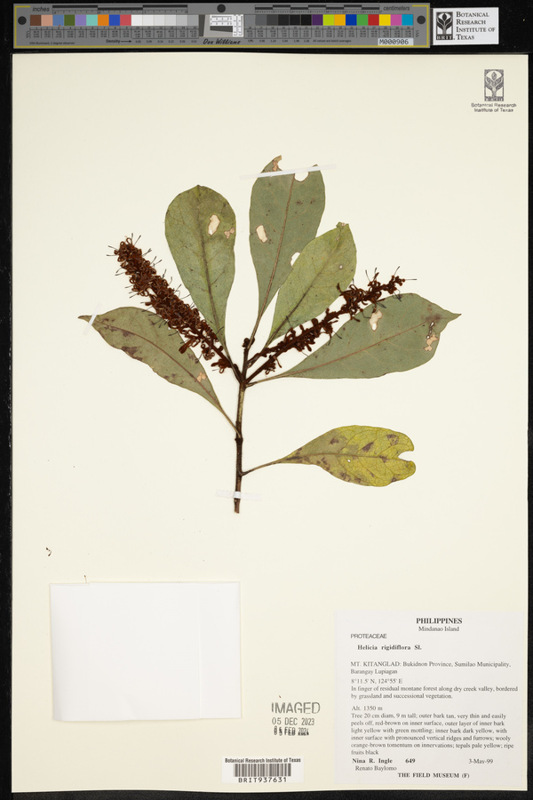 Helicia rigidiflora image