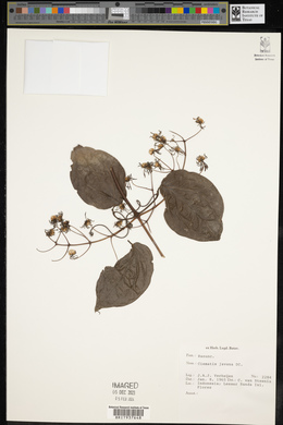 Clematis gouriana image