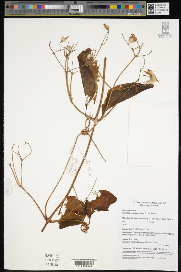 Clematis papuasica image