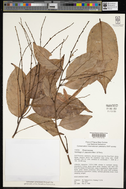 Media resource of Ventilago papuana