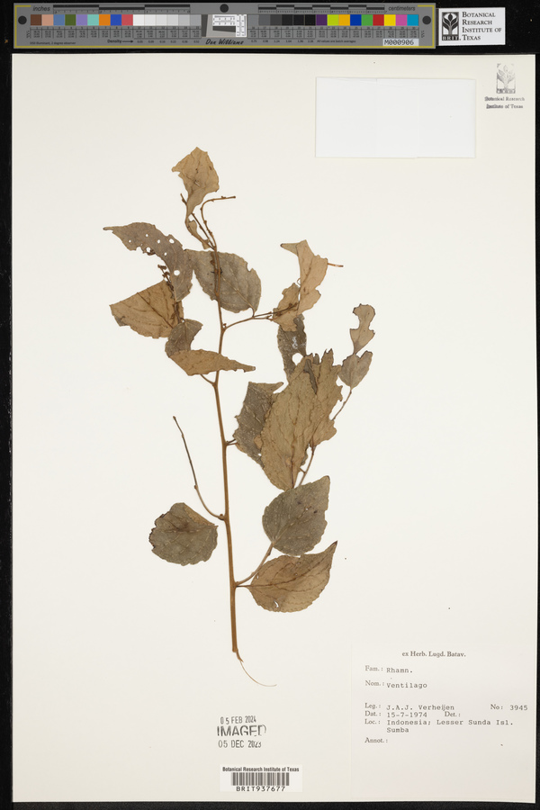 Ventilago image