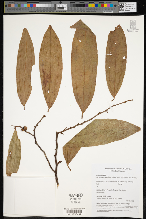 Ziziphus angustifolia image