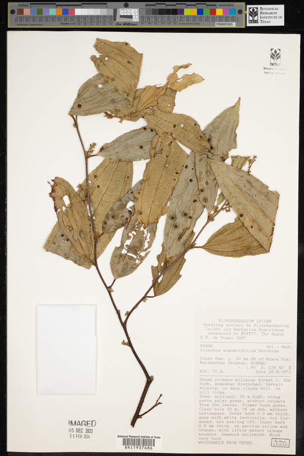 Ziziphus angustifolia image