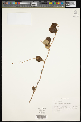 Ziziphus mauritiana image