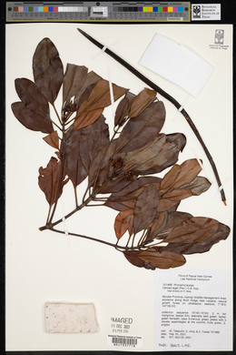 Ceriops tagal image