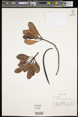 Ceriops tagal image