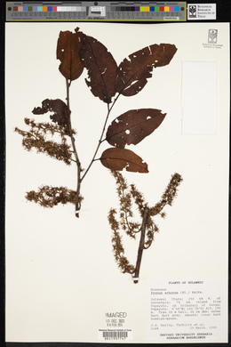 Pygeum arboreum image