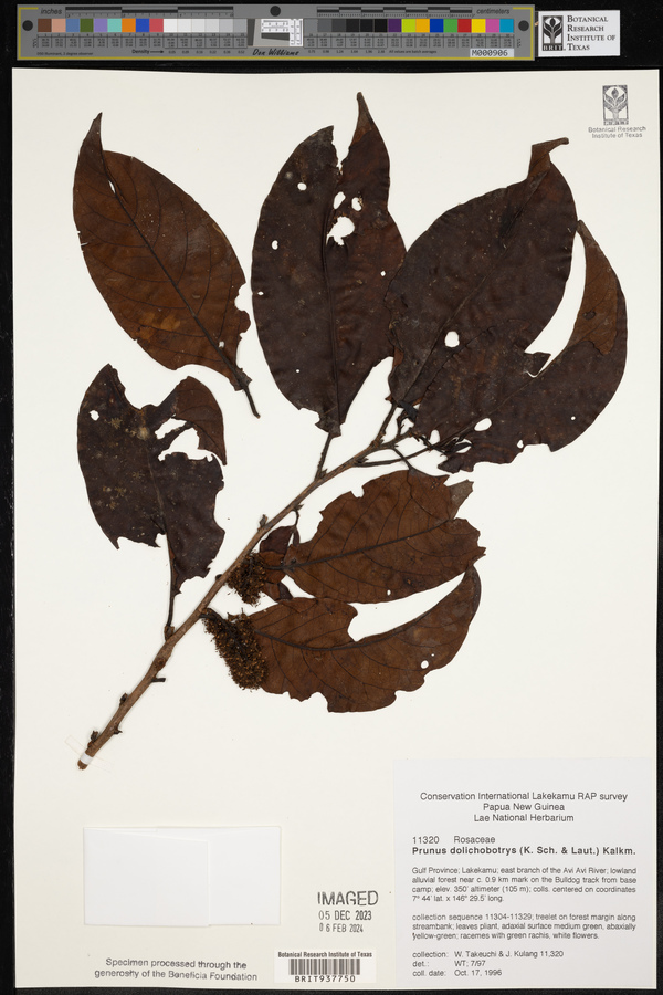 Prunus dolichobotrys image