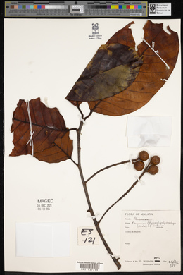 Prunus polystachya image