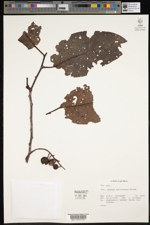 Prunus wallaceana image