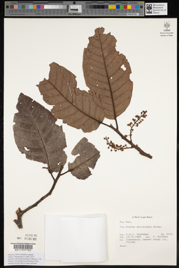 Prunus wallaceana image