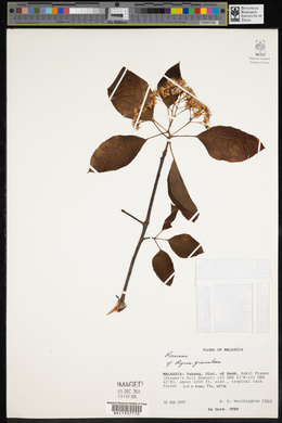 Image of Thomsonaria granulosa