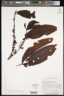 Aidia densiflora image