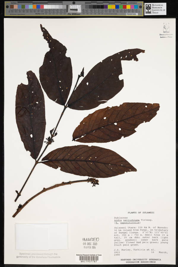 Aidia densiflora image