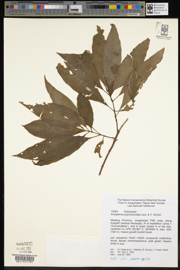 Airosperma psychotrioides image