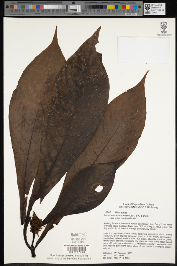 Airosperma ramuensis image