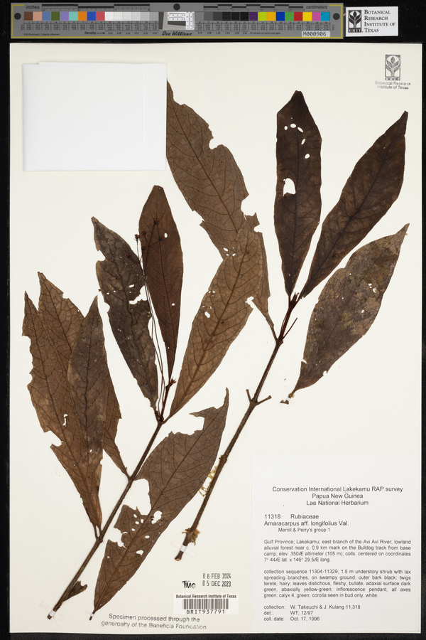 Psychotria linearis image